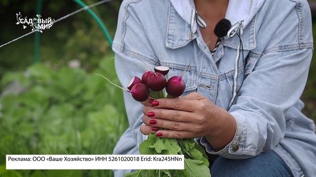 Редис осенью, есть ли смысл сажать? Фиолетовая редиска выросла у нас!