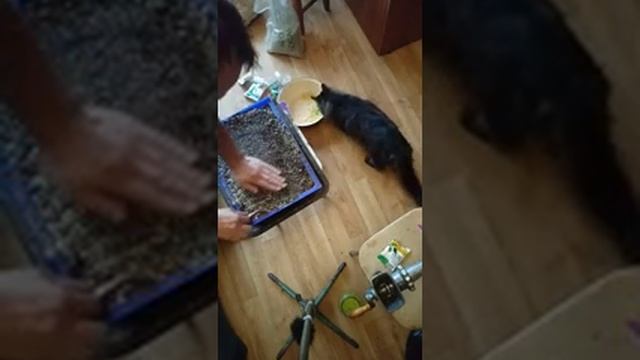 Как сеять табак на рассаду и подготовка почвагрунта. В Томске смотреть онлайн