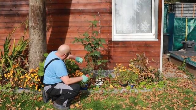 Обрезка роз на зиму.Розы. Огород Баварский. смотреть онлайн