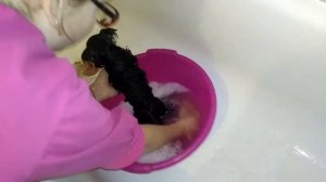 Как правильно мыть щенка йоркширского терьера.