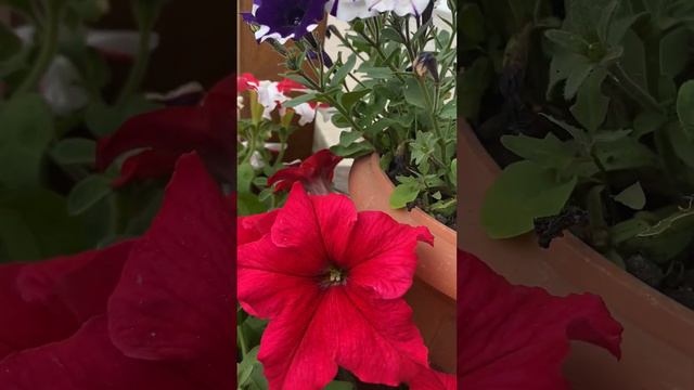 ПЕТУНИЯ КРУПНОЦВЕТКОВАЯ "ГЛОРИЯ" / petunia large - flowered gloria