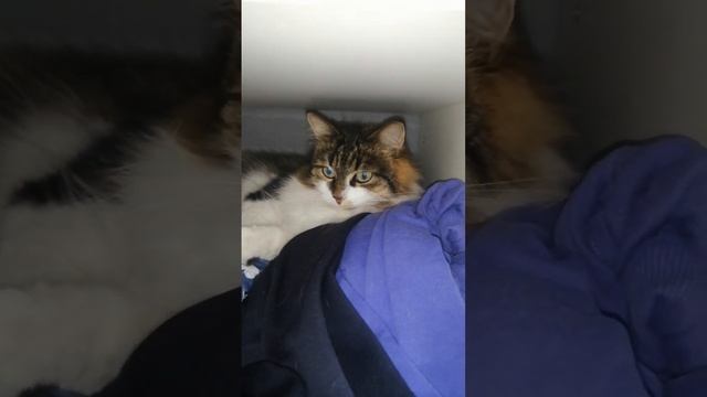 Укромный кошачий уголок? смотреть онлайн