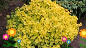 Барбарис тунберга Тини Голд. Краткий обзор, описание характеристик berberis thunbergii Tiny Gold