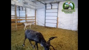 Северный олень