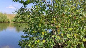 пруд или озеро.