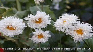 Ромашка махровая