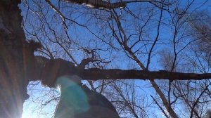 Спил деревьев висящих над ЛЭП с помощью тросов. Часть 2