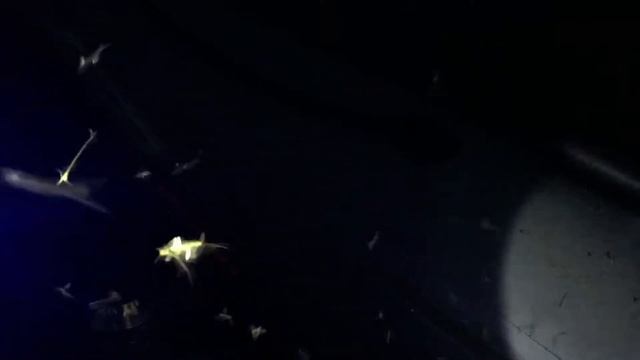 Поденка на свет фонаря смотреть онлайн