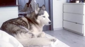 Говорящая Хаски) Хаски воет и поёт.Хаски и Самоед