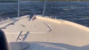 Quicksilver Flamingo 530+Mercury 100#quicksilver #mercury #flamingo #лодка