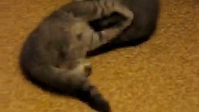 Шон и Кайса - брат и сестра. Шотландские вислоухие котята. смотреть онлайн