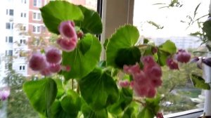 Розовая махровая вечноцветущая бегония.