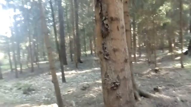 Прогулка по лесу без слов.... смотреть онлайн