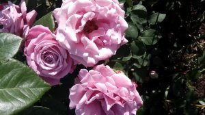 ФИОЛЕТОВЫЕ РОЗЫ?Кусты РОЗЫ цветут лиловые пурпурные сиреневые (Violet roses purple)