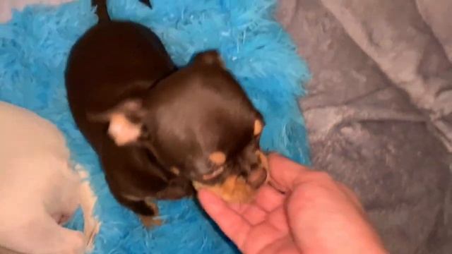 Всем спокойной ночи и самых сладких снов. смотреть онлайн