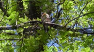 Canon XC15. Запись пения птицы с применением аудиоадаптера и внешнего микрофона