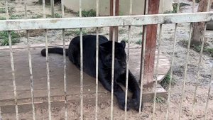 Брабус / Парк Львов «ЗЕМЛЯ ПРАЙДА»