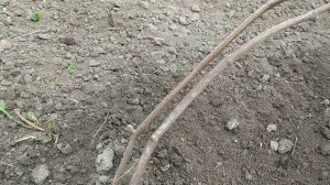 Жирующий побег винограда. Что происходит с лозой винограда?