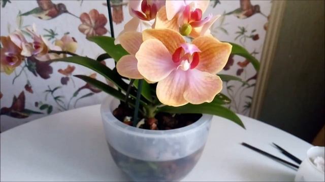У вас не цветут орхидеи? Выход есть!/И еще много интересного!// смотреть онлайн