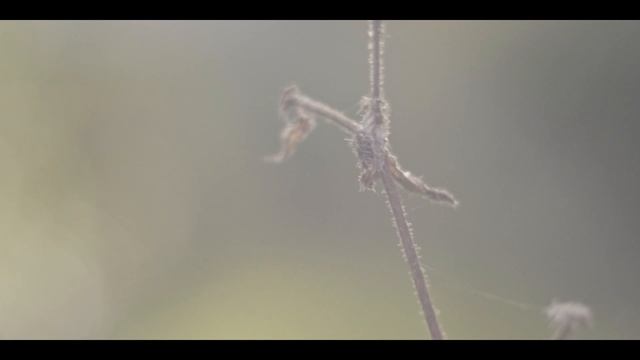 BMPCC 4K + Canon FD 50mm 1.2 (FILM LOOK) смотреть онлайн