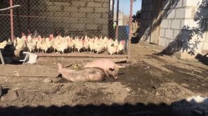 СВИНЬЯ В ГРЯЗИ. Как помочь свинье в жару!