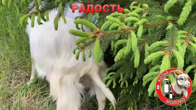 ЗААНЕНСКИЕ ВЫСОКОУДОЙНЫЕ КОЗЫ. ПРОДАЖА смотреть онлайн