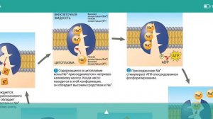 Активный транспорт. Натрий-калиевая АТФаза. Мембранный потенциал