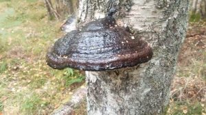 fomes fomentarius tree hazard risk assessment