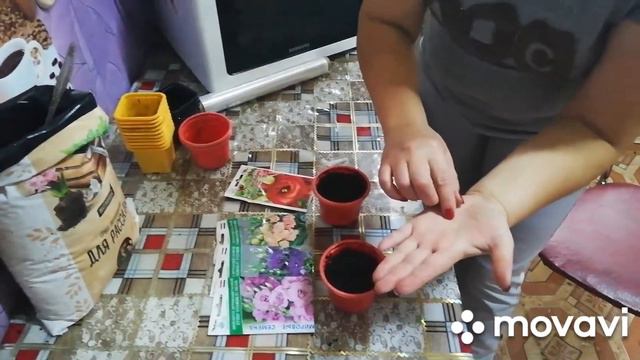 100%Всходы Эустомы. Без мучений, мой опыт👌😊. смотреть онлайн