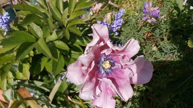 Parrot Tulip 