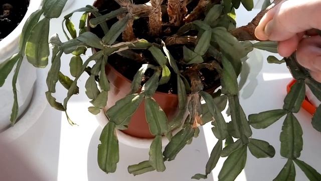 ФЕВРАЛЬСКИЙ ОБЗОР РАСТЕНИЙ смотреть онлайн