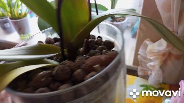 09.05.2023 г. РЕЗУЛЬТАТ ПЕРЕСАДКИ В КЕРАМЗИТ ОРХИДЕЙ НОВИНОК и УЦЕНОЧЕК!!! смотреть онлайн