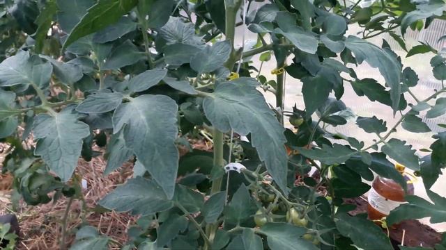 Для налива плодов нужно обеспечить растения хорошим освещением. смотреть онлайн