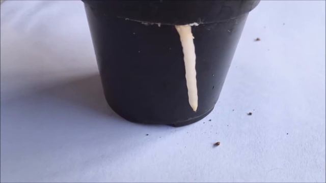 HAWORTHIA TRUNCATA SUCCULENT PLANT PAST DUE FOR TRANSPLANTING? смотреть онлайн