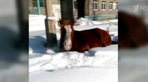 В Иркутской области от мороза и голода гибнут лошади, брошенные своими хозяевами