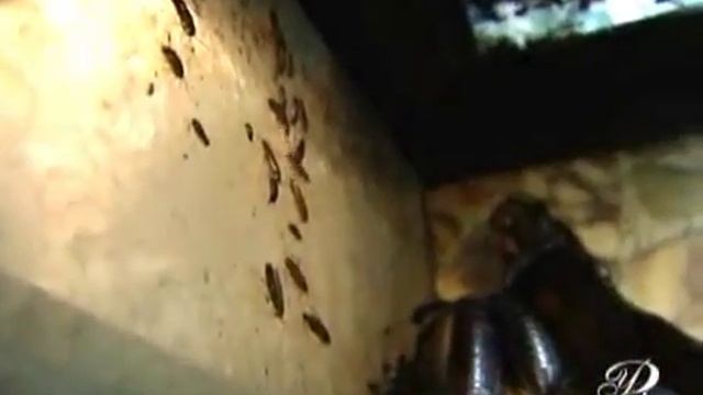 Клопы и тараканы Какие существуют методы борьбы с ними смотреть онлайн