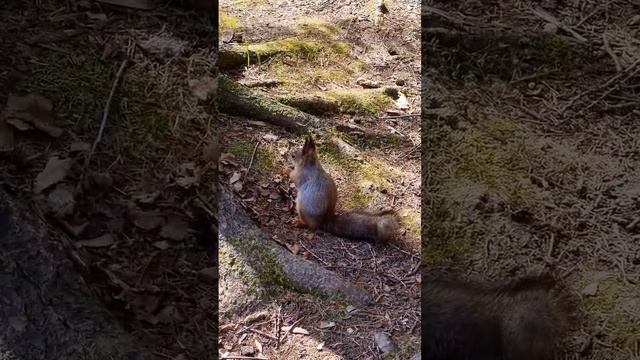 #spb# петергоф#питер#peterhof#белка#squirrel#travel