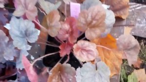 Последняя посылка с гейхерами. Новинки в саду   .,#гейхеры #новинки #ноябрь2020