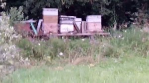 Почему пчелы не летают или летают но плохо?