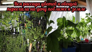 Вся рассада многолетних цветов и овощей переехала загород на дачу. Показываю ВСE!.mp4