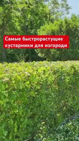 Самая БЫСТРОРАСТУЩАЯ живая изгородь. 5 красивых кустарников