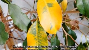 Как поливать фикус для правильного роста