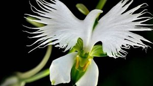 Я у Господа в долгу поныне