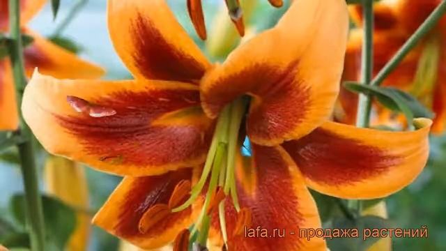 Лилия от-гибрид Дебби (lilium ot-hybrid debby) ? лилия Дебби обзор: как сажать луковицы лилии Дебби смотреть онлайн