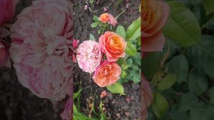 Rose Kensington Gardens, 2023. Троянда Кенсингтон Гарденс