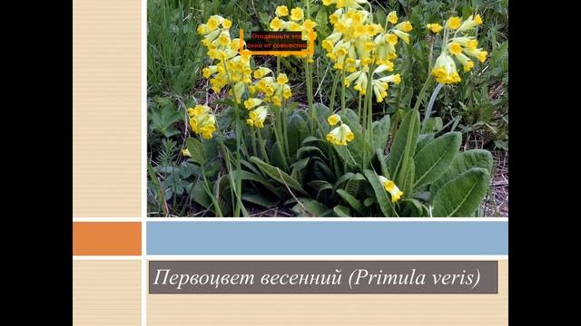 В мире первоцветов