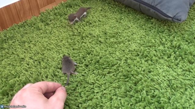 Детёныш ласки и мышь - One month old baby weasel(Mustela Nivalis) and mouse.