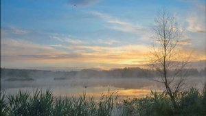 Яхонт - Ночка луговая