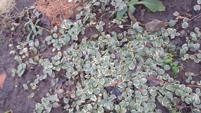 #Грунтопокривний вічнозелений#барвінок варієгатний. смотреть онлайн