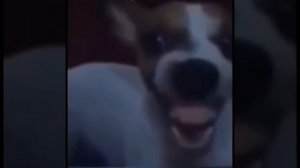 Собака смеётся как человек